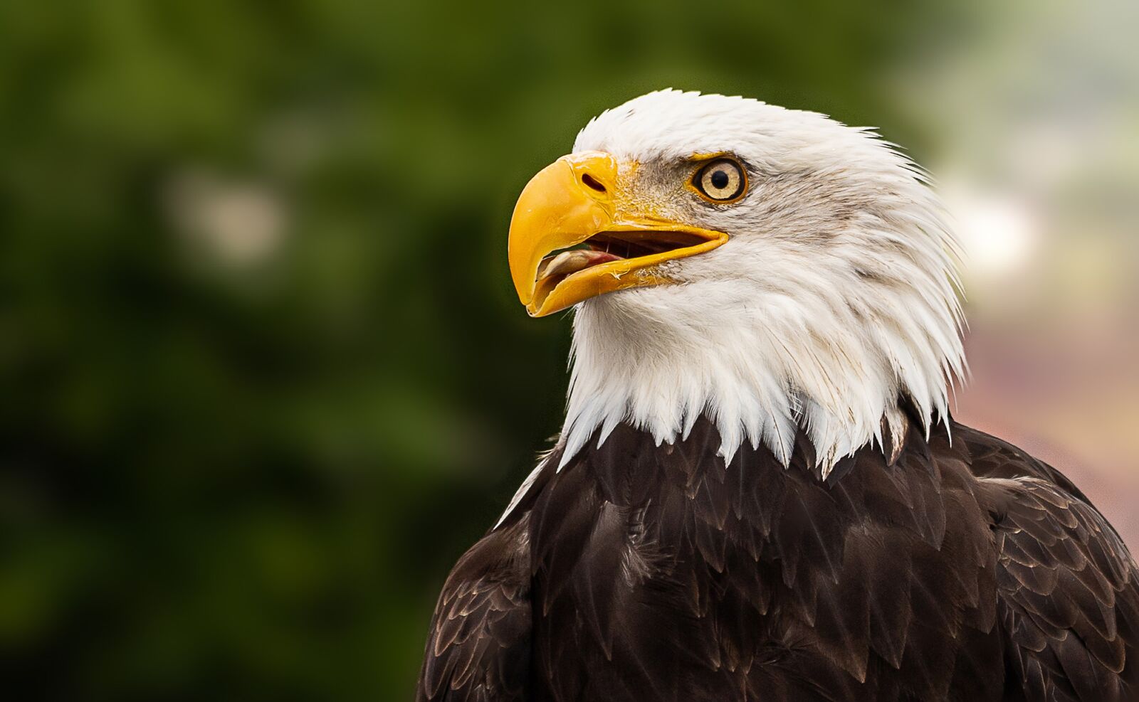 Canon EOS 6D Mark II sample photo. Bald eagle, adler, bird photography