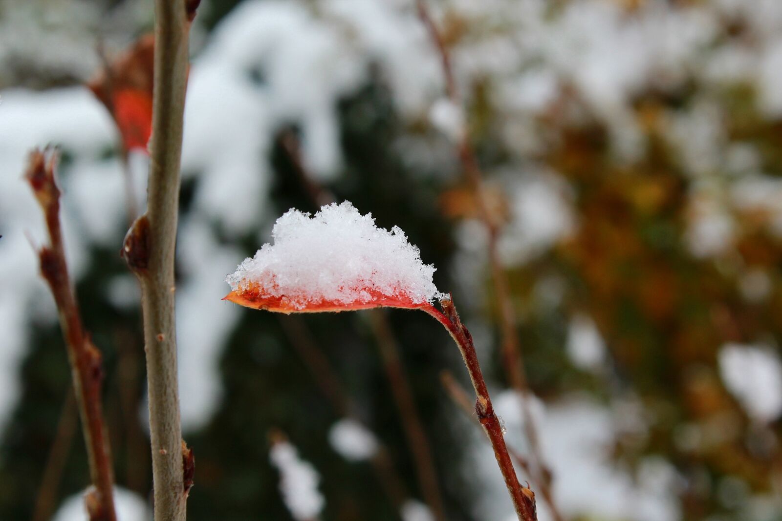 Canon EOS 1200D (EOS Rebel T5 / EOS Kiss X70 / EOS Hi) sample photo. Autumn, winter, snow photography