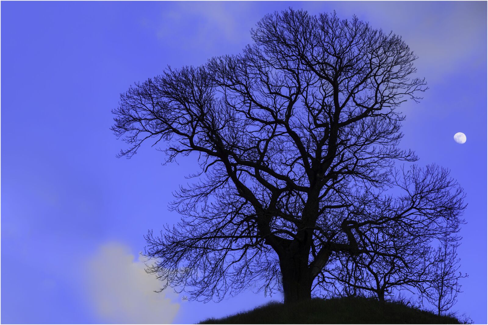 Canon EF 24-105mm F4L IS USM sample photo. Tree, silhouette, nature photography