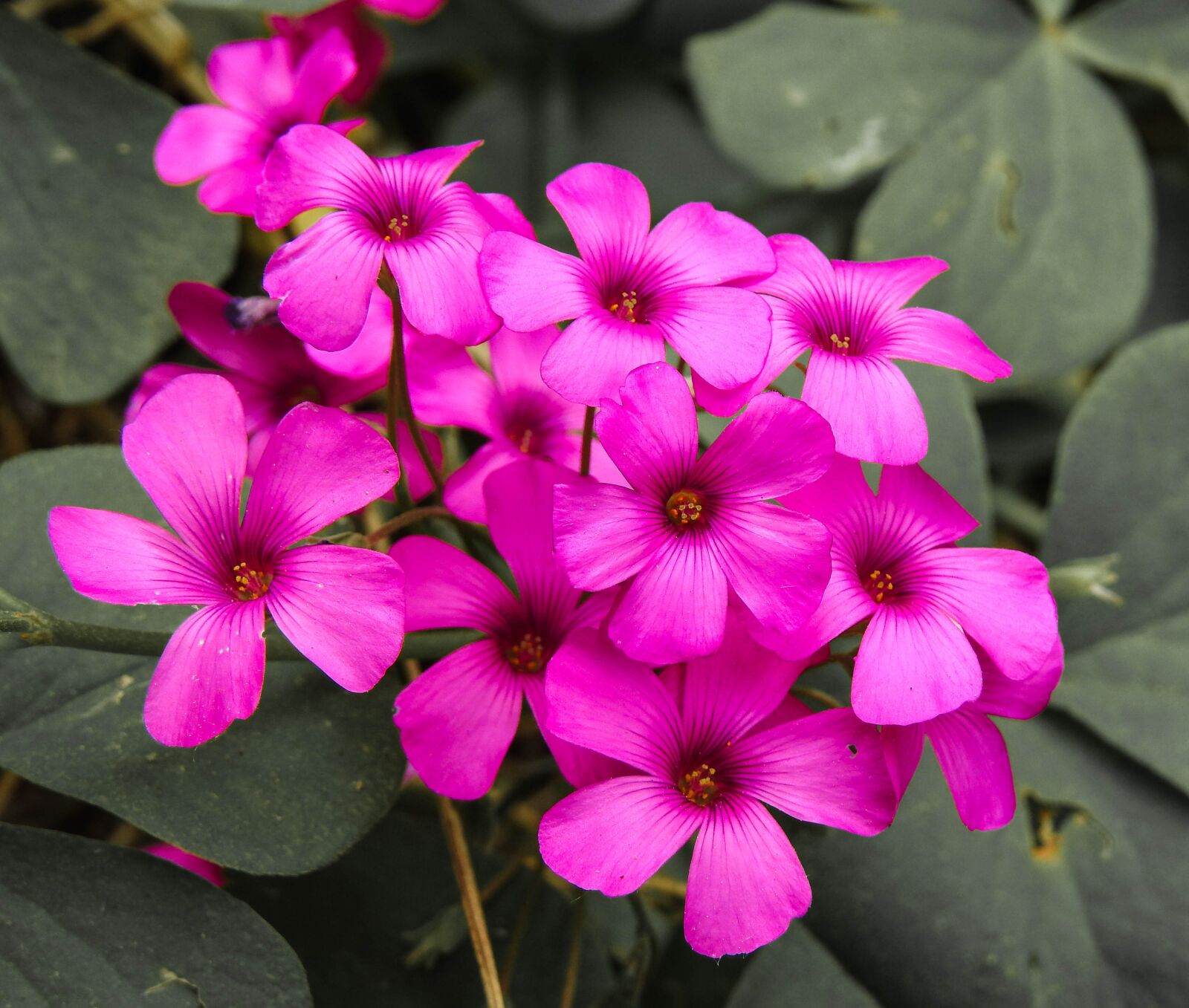 Nikon Coolpix P900 sample photo. Violet, comollia, step photography