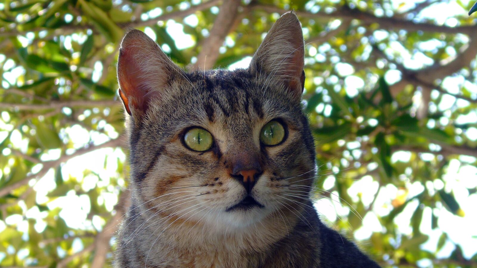 Sony Cyber-shot DSC-H400 sample photo. Cat, animal, pet photography
