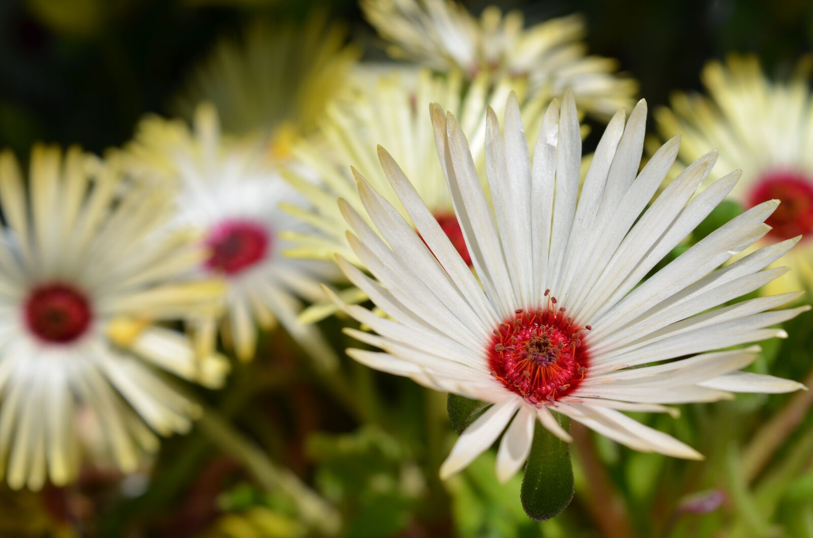 Nikon D7000 sample photo. Plant, flower, floral photography