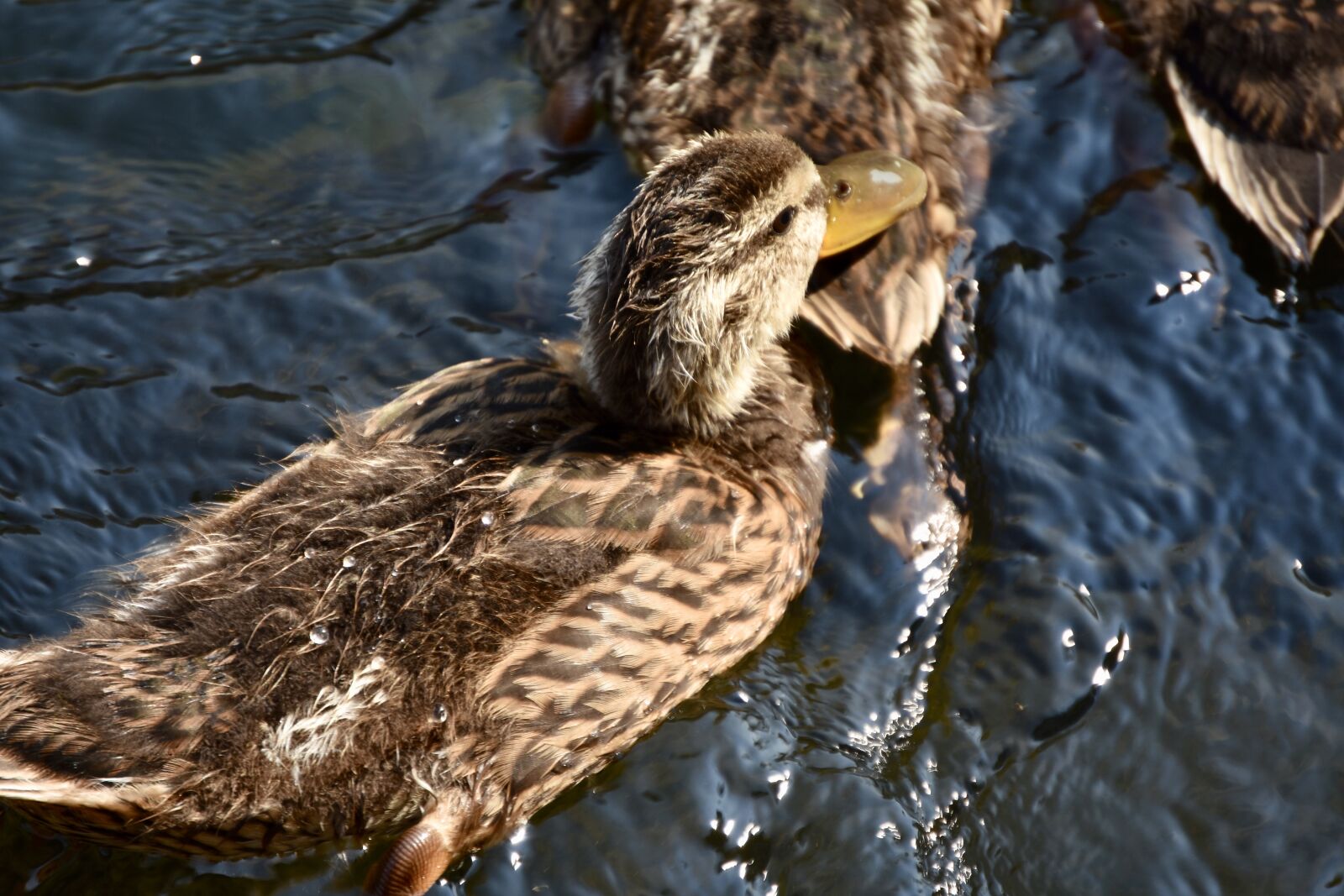 Nikon D7200 sample photo. Duck, nature, plumage photography