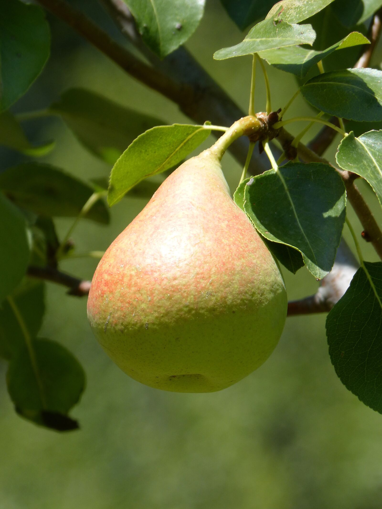 Panasonic DMC-FZ62 sample photo. Peral, tree, fruit photography