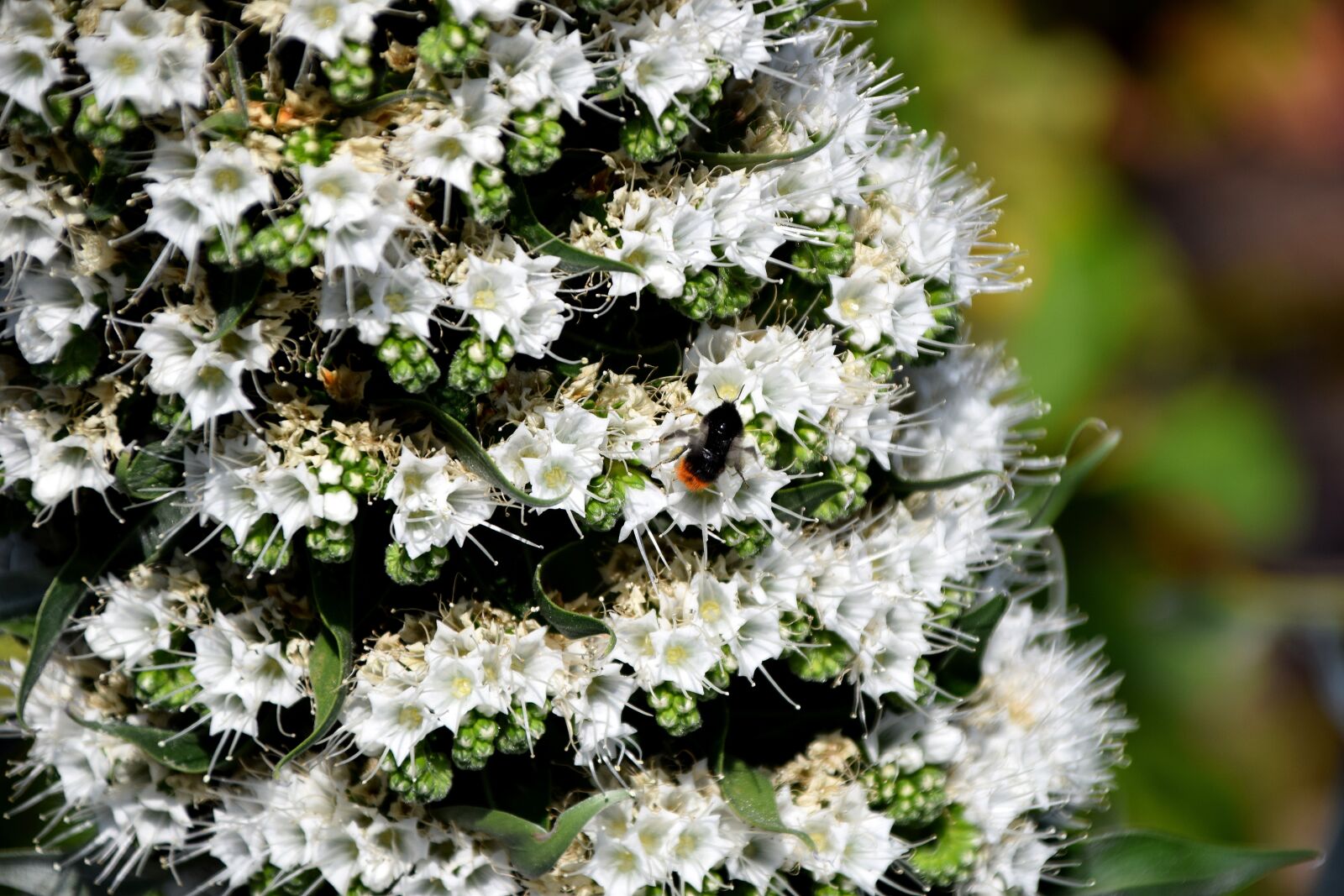 Nikon D5300 sample photo. Insect, flower, blossom photography