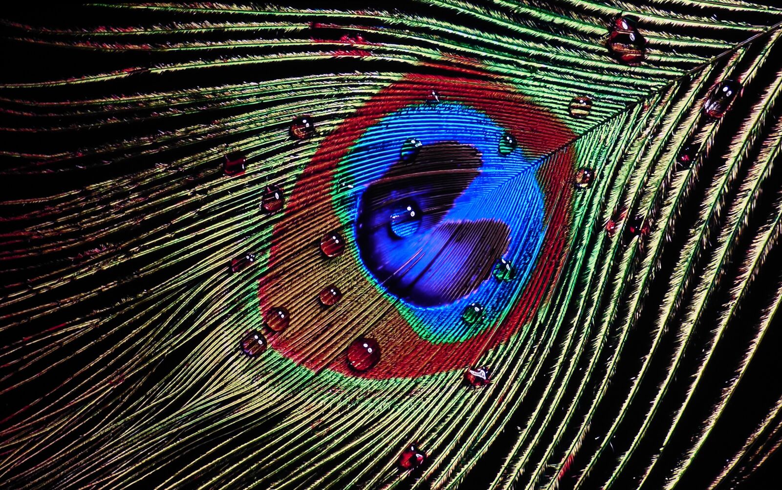 Panasonic DMC-FZ72 sample photo. Peacock, feather, drops photography