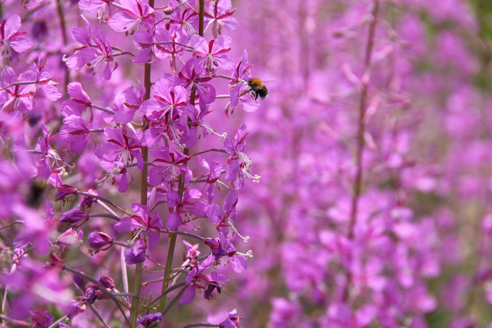 Canon EOS 50D sample photo. Flower, the nature of photography