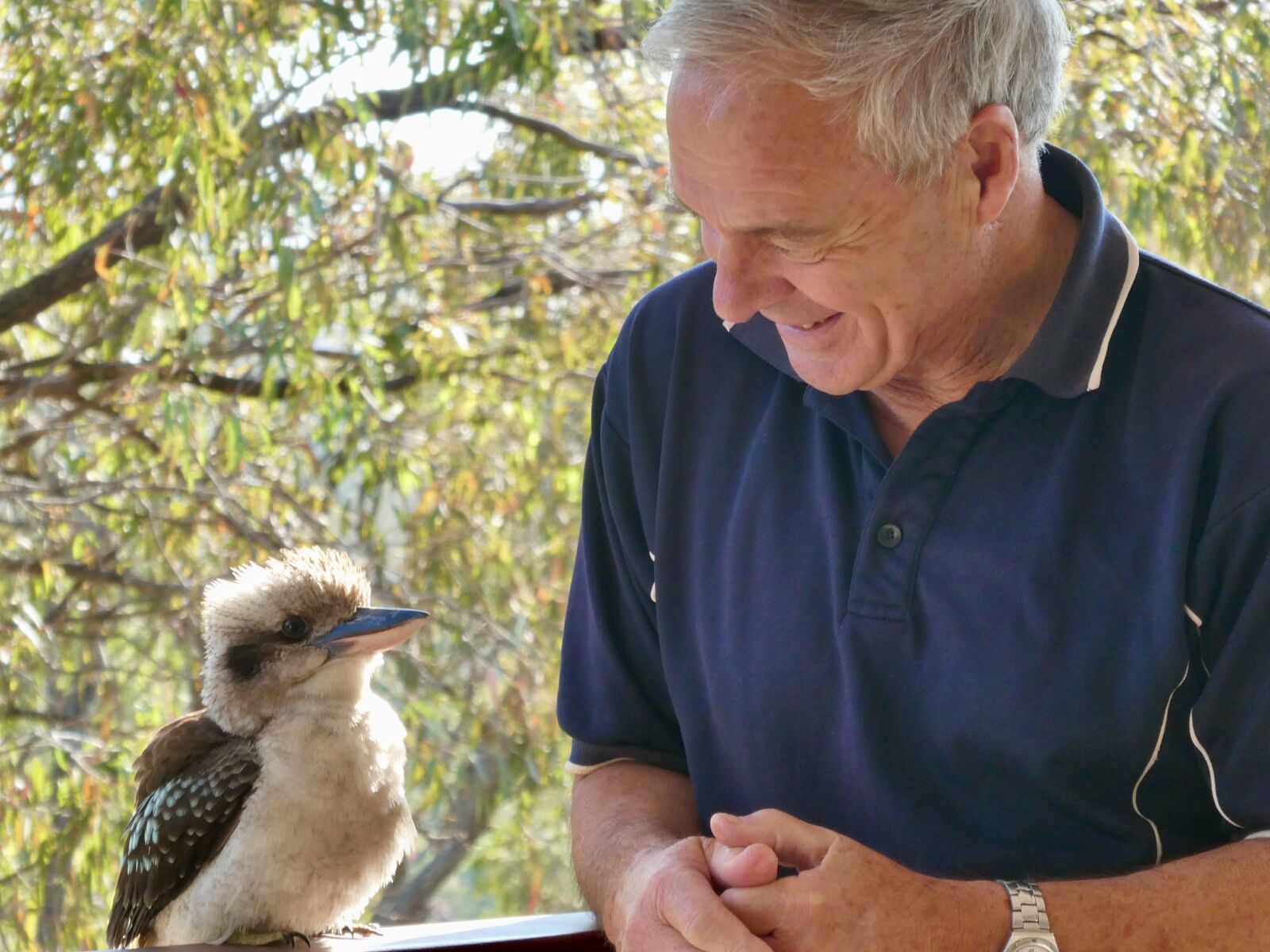 Panasonic Lumix DC-ZS70 (Lumix DC-TZ90) sample photo. Kookaburra, laughing, australia photography