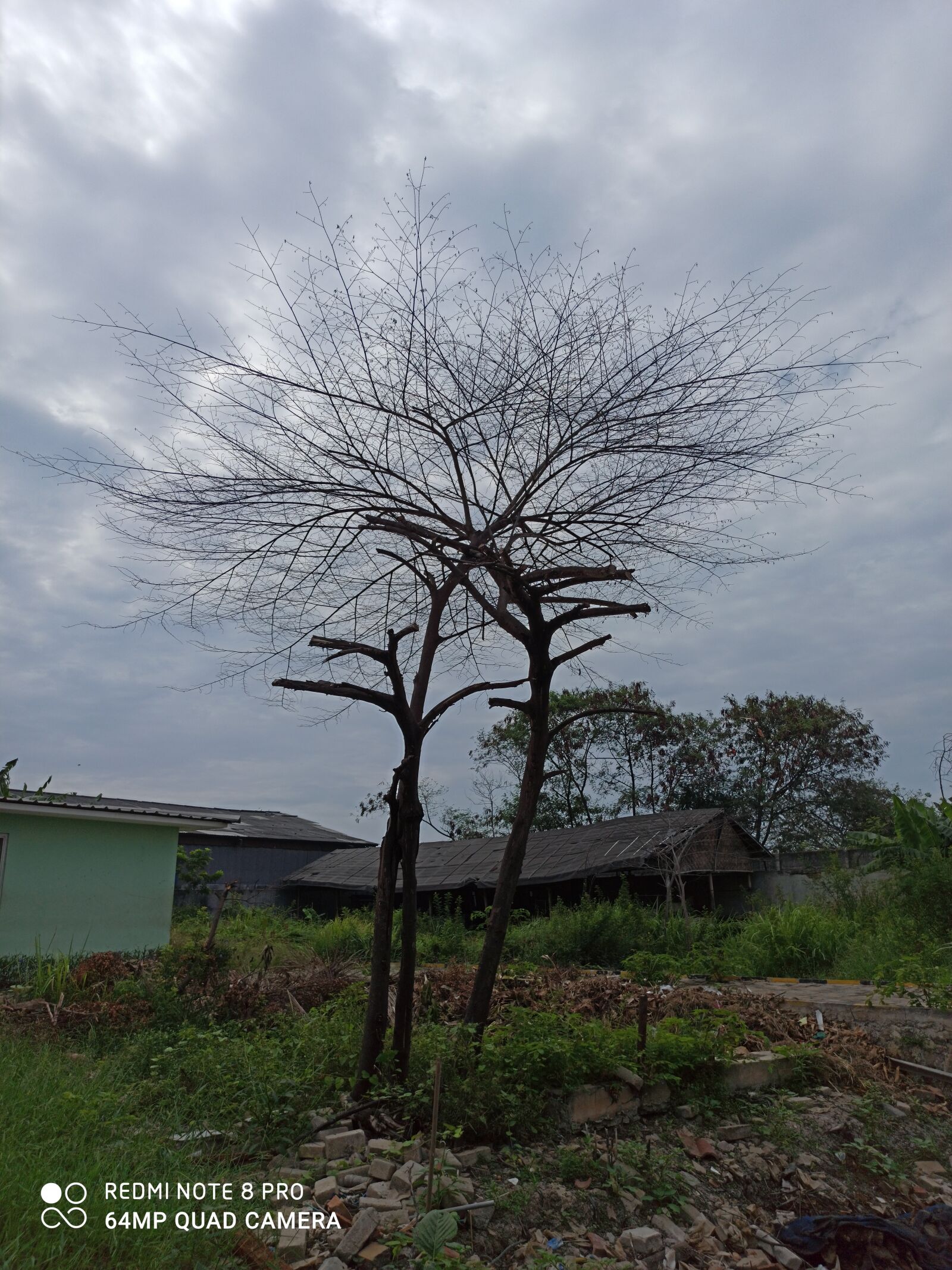 Xiaomi Redmi Note 8 Pro sample photo. Summer, tree, field photography