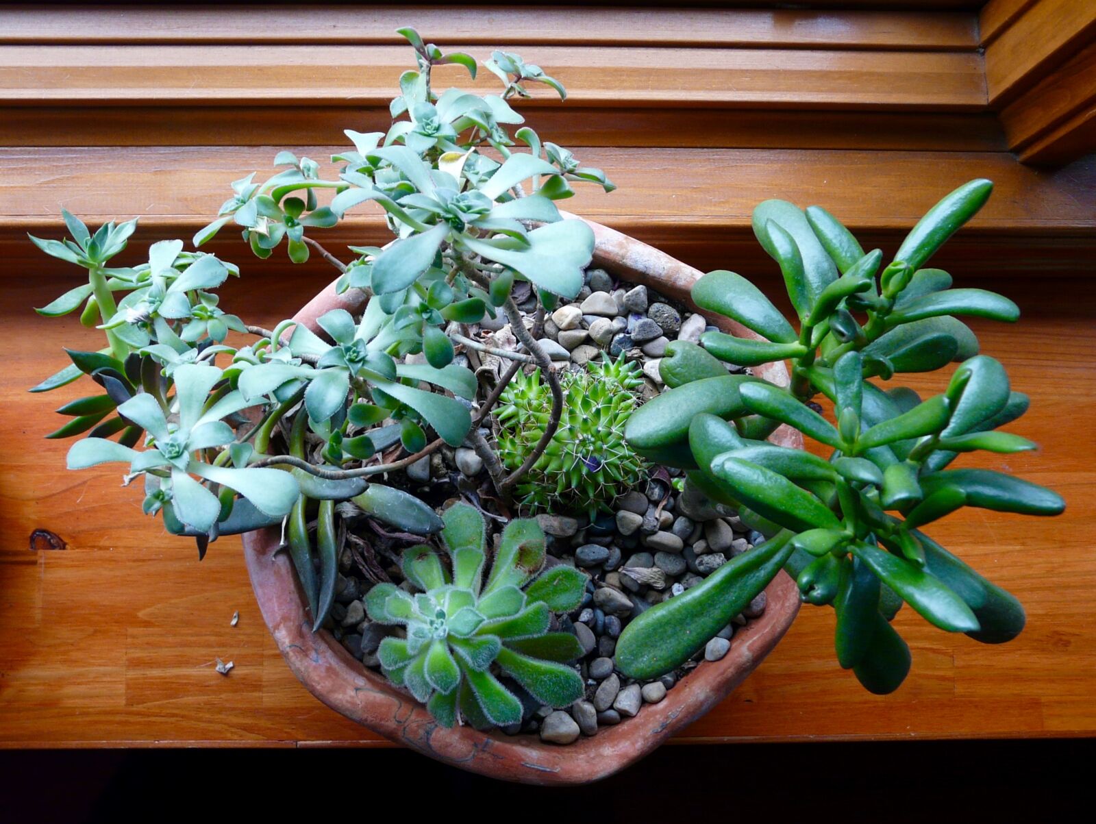 Panasonic DMC-FZ18 sample photo. Cactus, clay, bowl, gravel photography