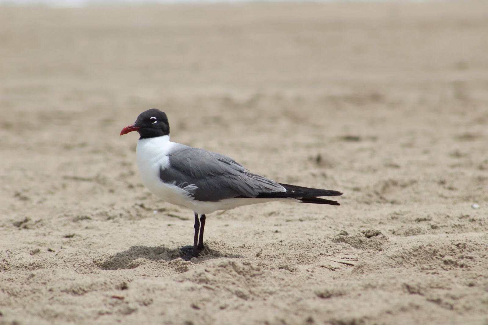 Canon EOS 1300D (EOS Rebel T6 / EOS Kiss X80) sample photo. Ave, sand, beach photography