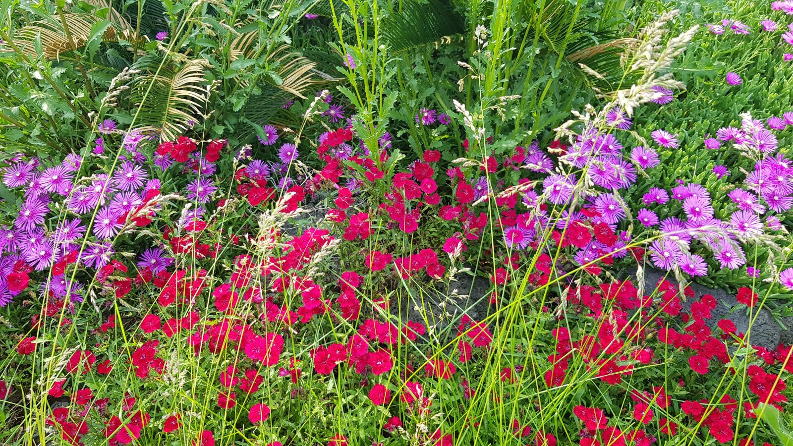 Samsung Galaxy S8 sample photo. Flowers, nature, garden photography