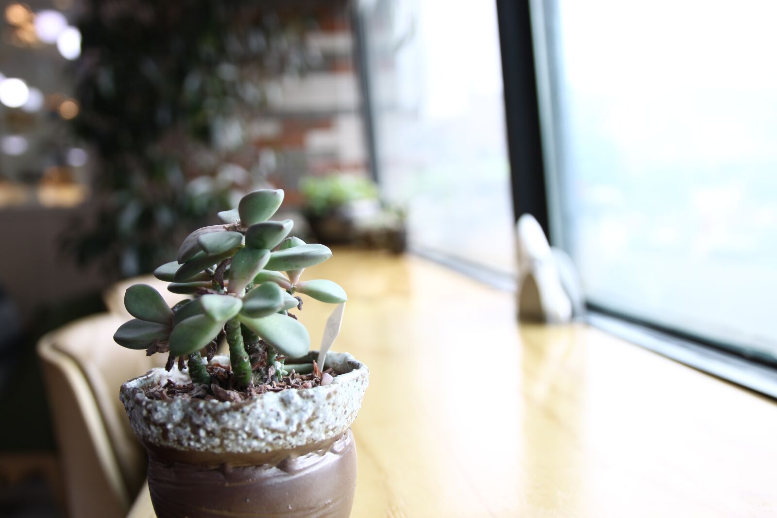 Canon EOS 50D sample photo. Fleshy in this, green photography