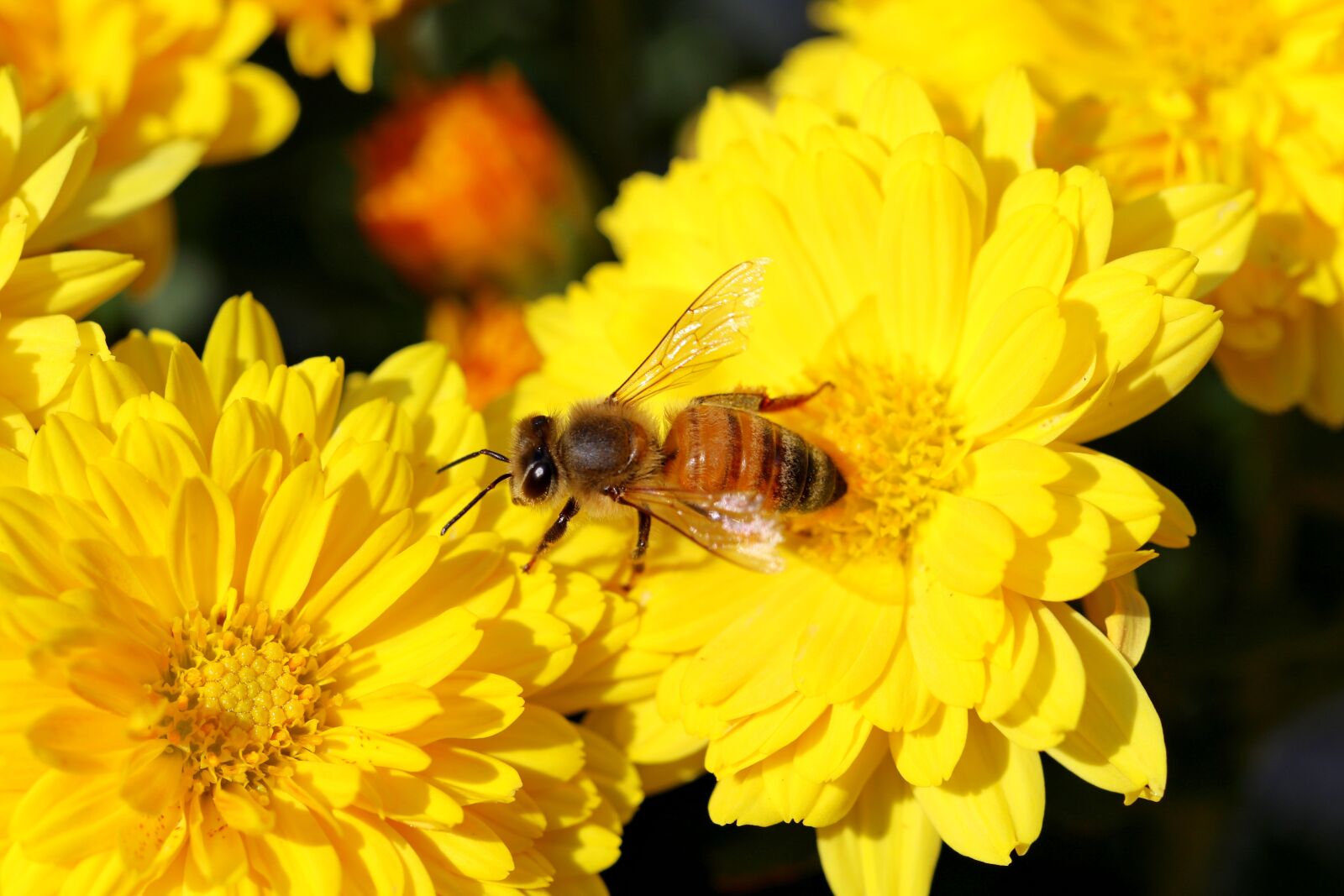 Canon EOS 7D Mark II sample photo. Chrysanthemum, flowers, bee photography