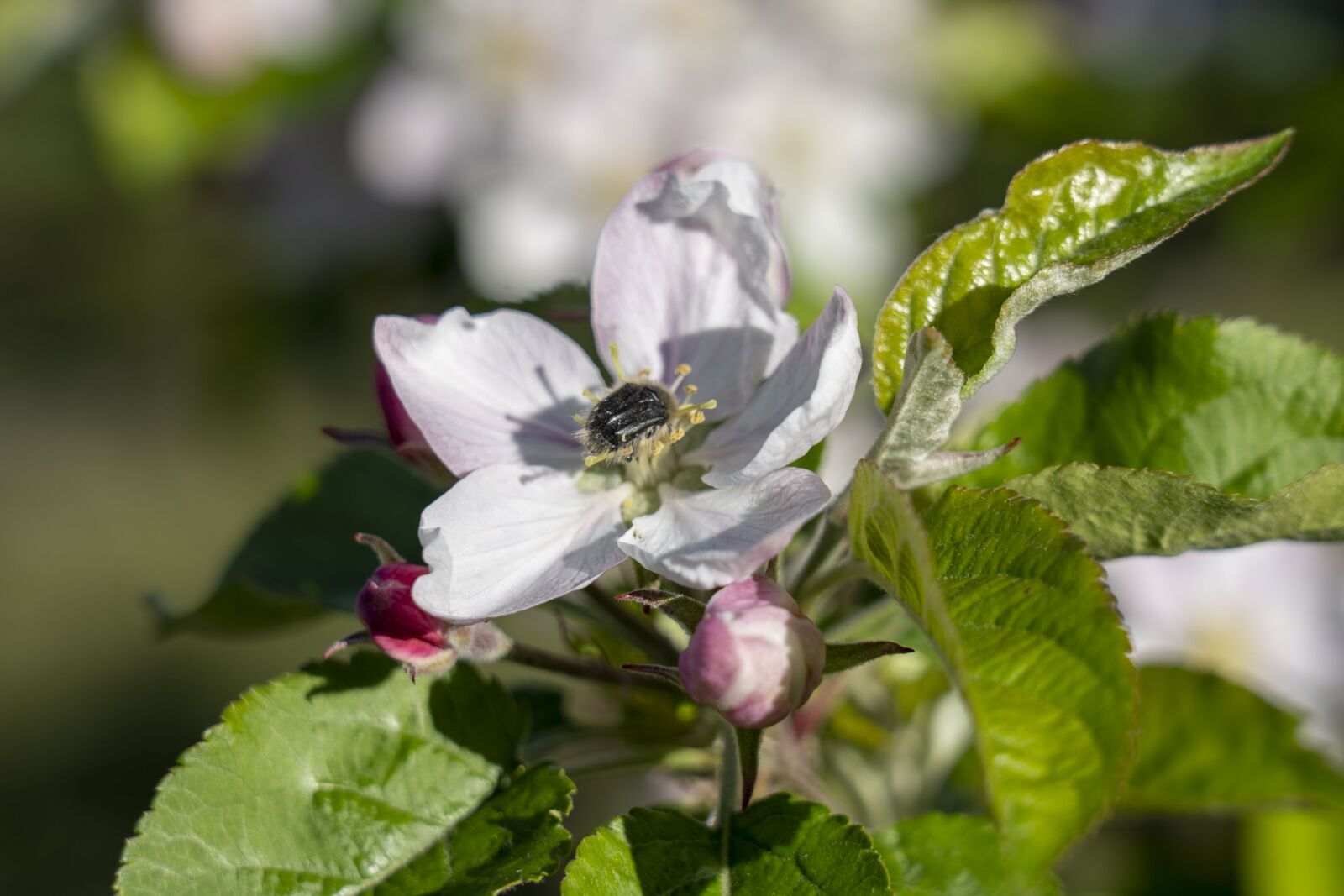 Sony FE 24-105mm F4 G OSS sample photo. Flowers, flower, nature photography