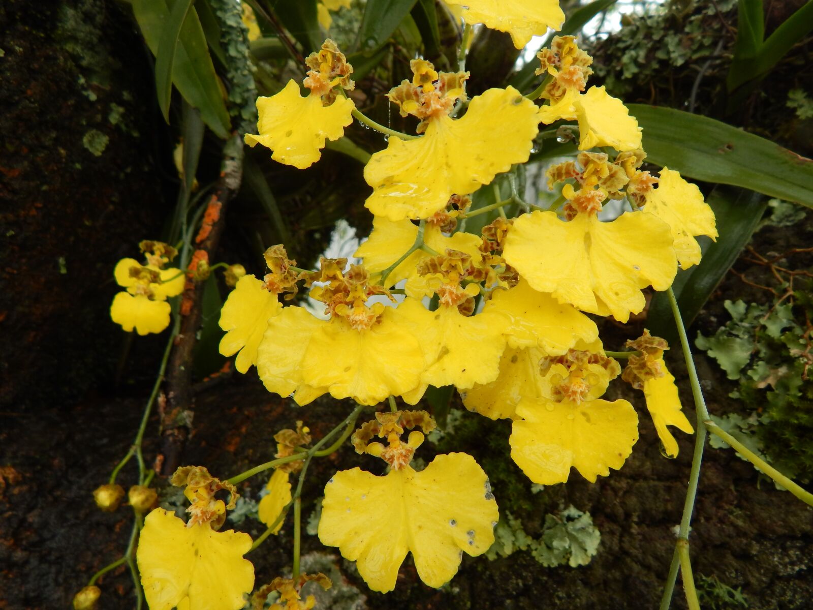 Nikon Coolpix L820 sample photo. Orchids, yellow flowers, flower photography