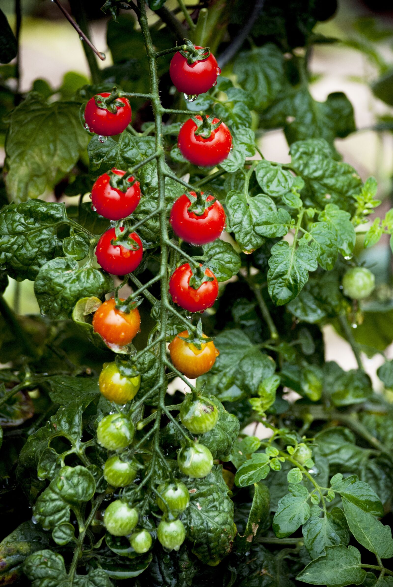 Nikon D80 sample photo. Tomato, kerstomaat, cherrytomaat photography