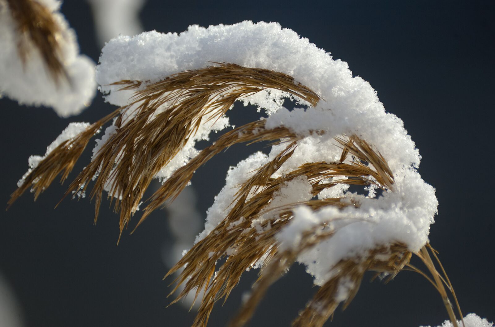 Nikon D70 sample photo. Reed, reeds, snow photography