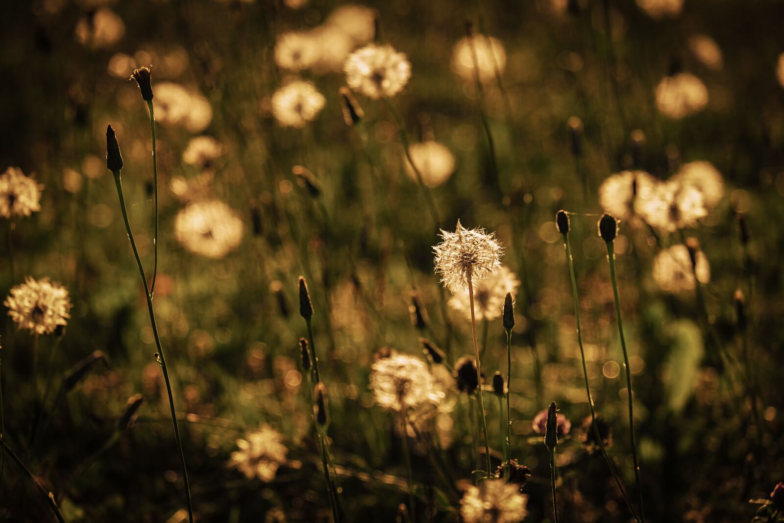 Fujifilm XF 55-200mm F3.5-4.8 R LM OIS sample photo. Dandelion, flower, summer photography