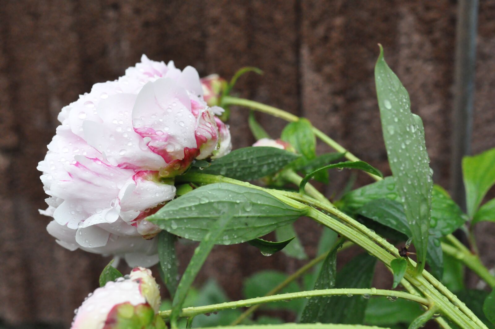 Nikon D90 sample photo. Peony, pink, blossom photography