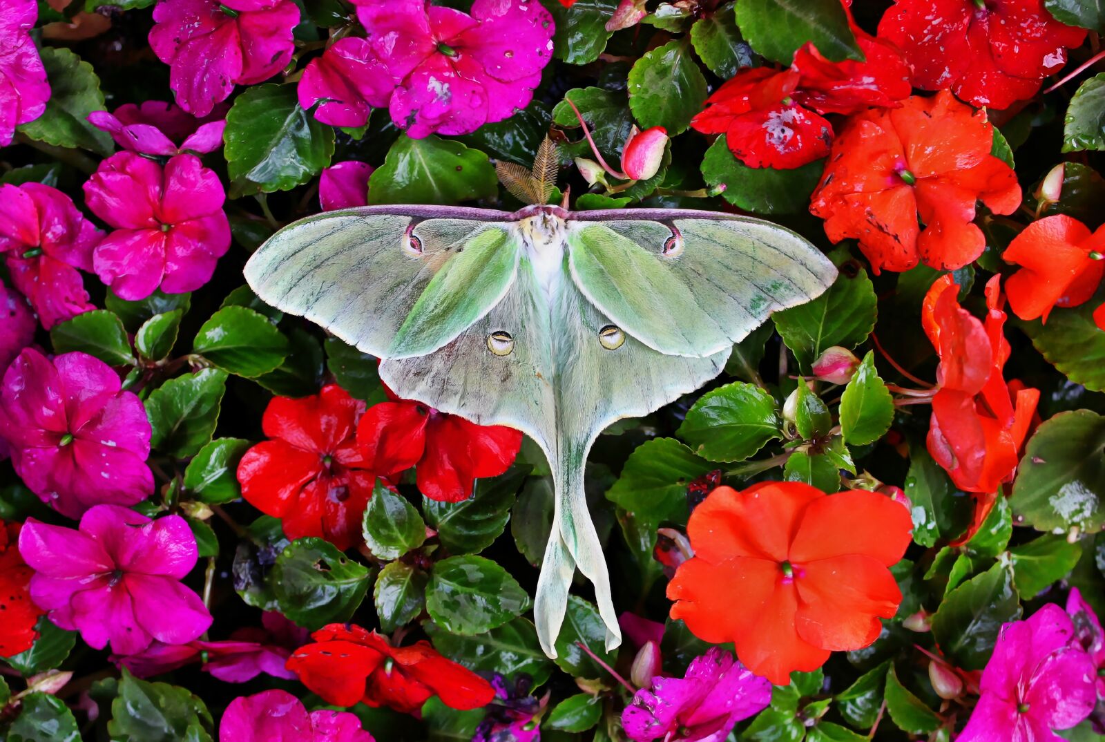 Canon EOS 600D (Rebel EOS T3i / EOS Kiss X5) sample photo. Luna moth, moth, insect photography