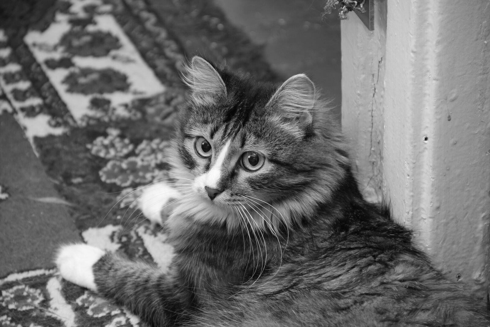 Canon EOS 550D (EOS Rebel T2i / EOS Kiss X4) sample photo. Animal, black, and, white photography