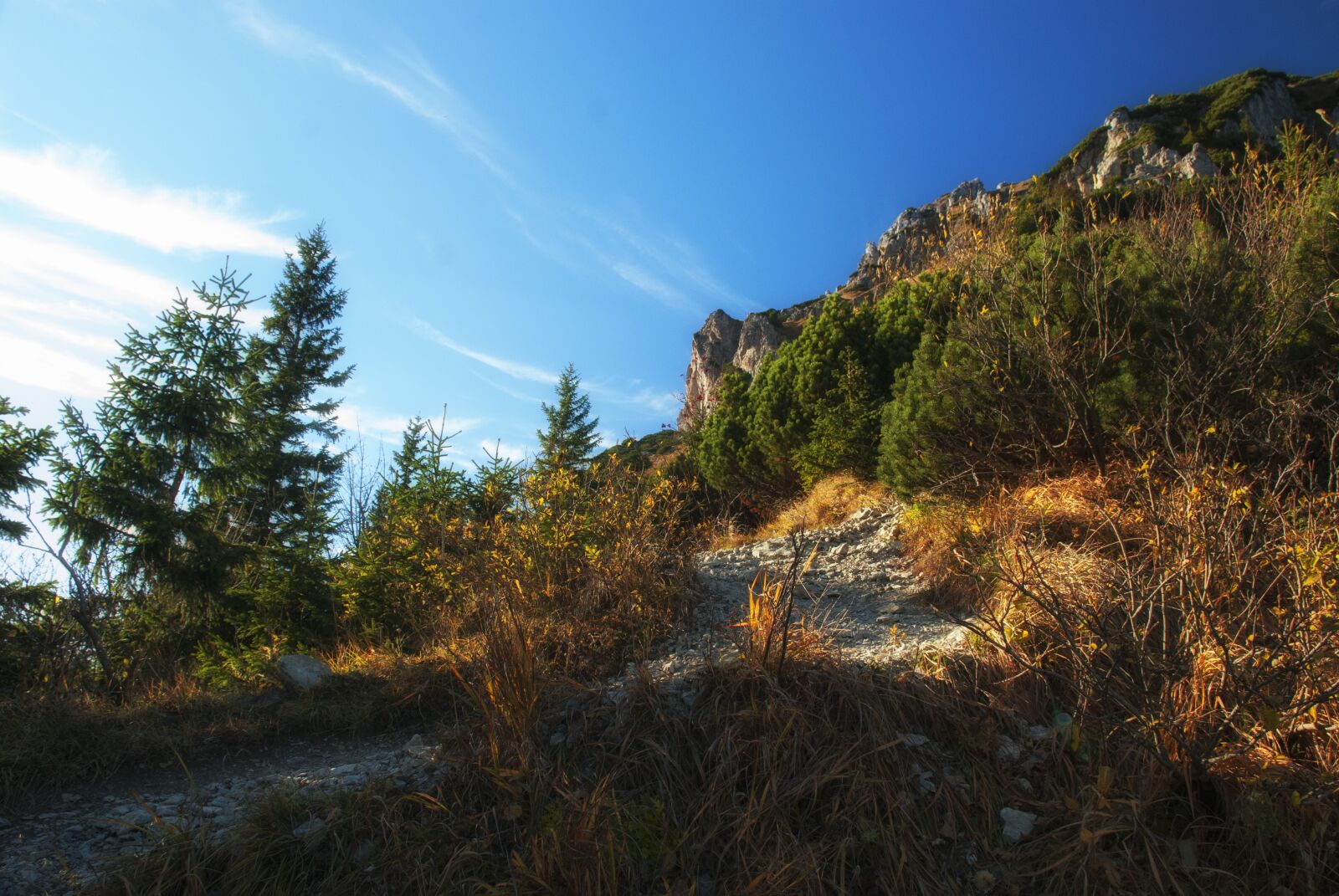 Nikon D80 sample photo. Autumn, nature, forest photography