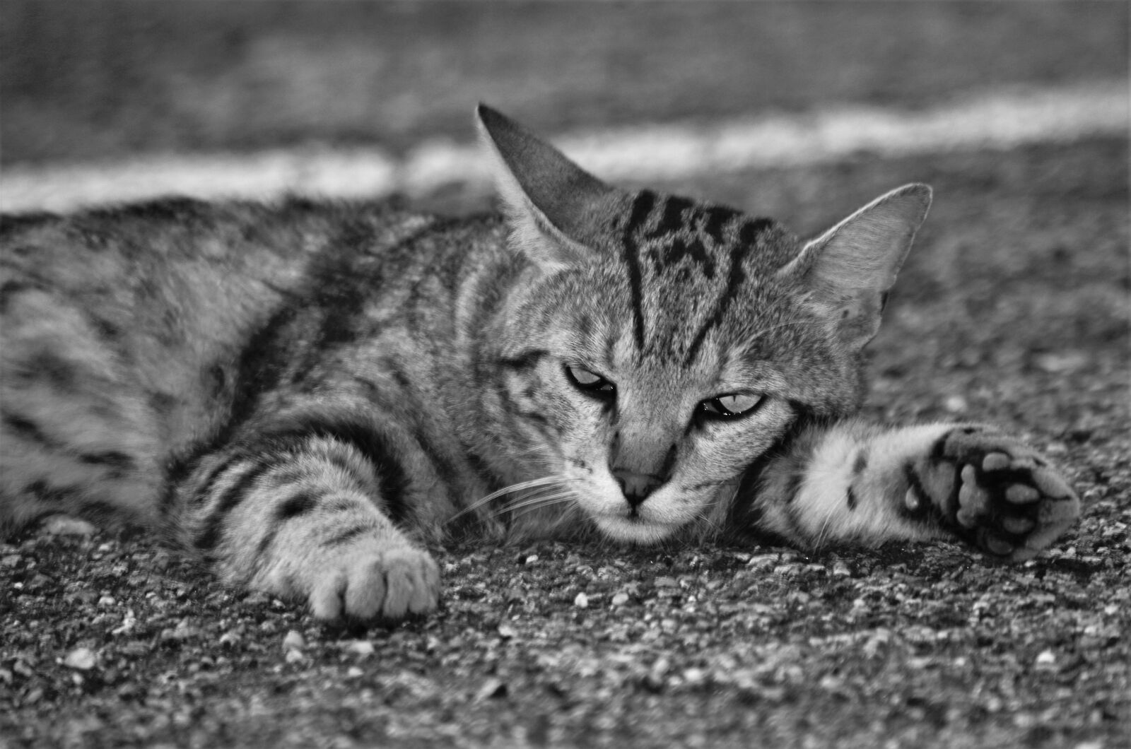 Pentax K-50 sample photo. Cat, cat european, calico photography