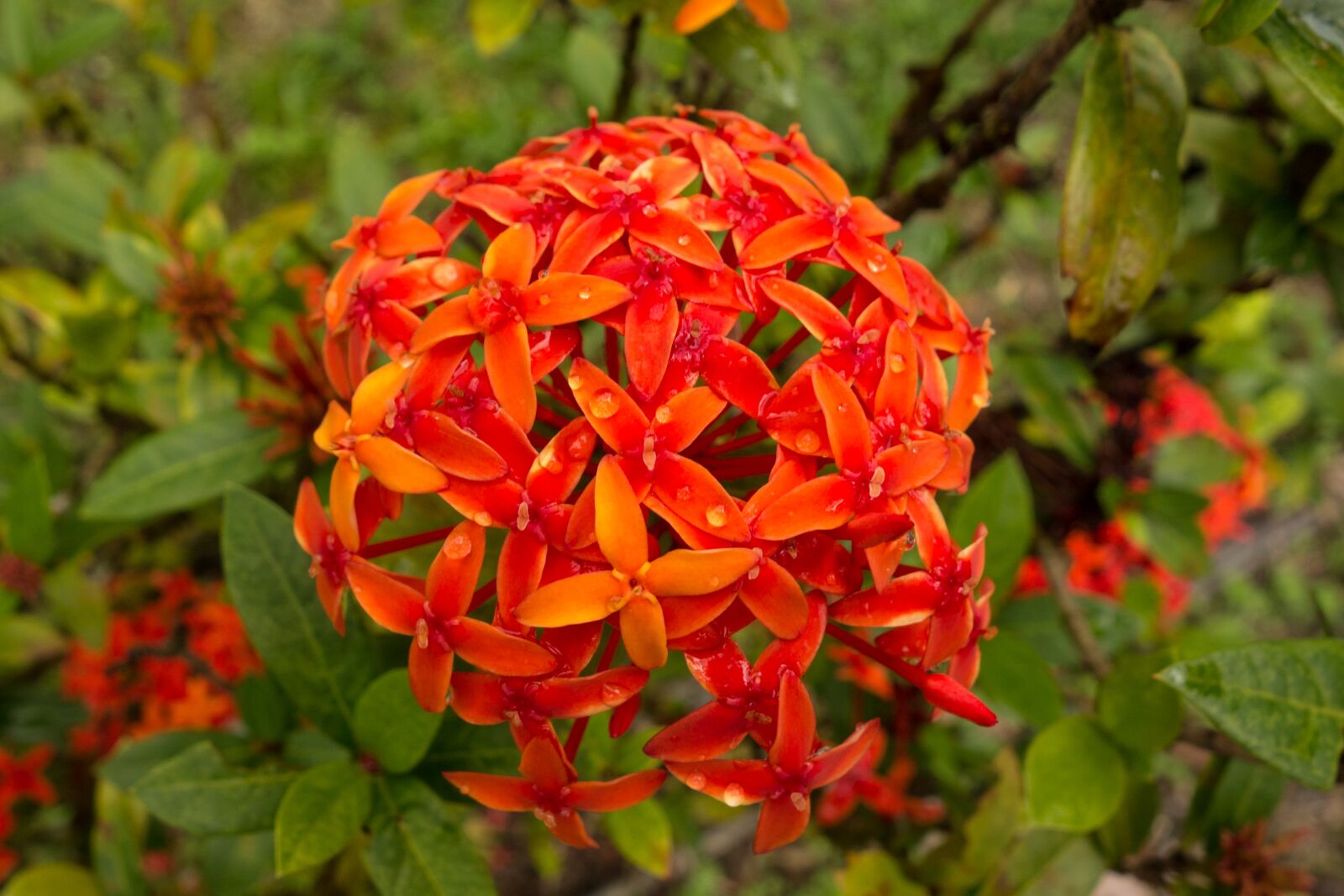Sony Cyber-shot DSC-RX100 sample photo. Flower, macro, orange photography