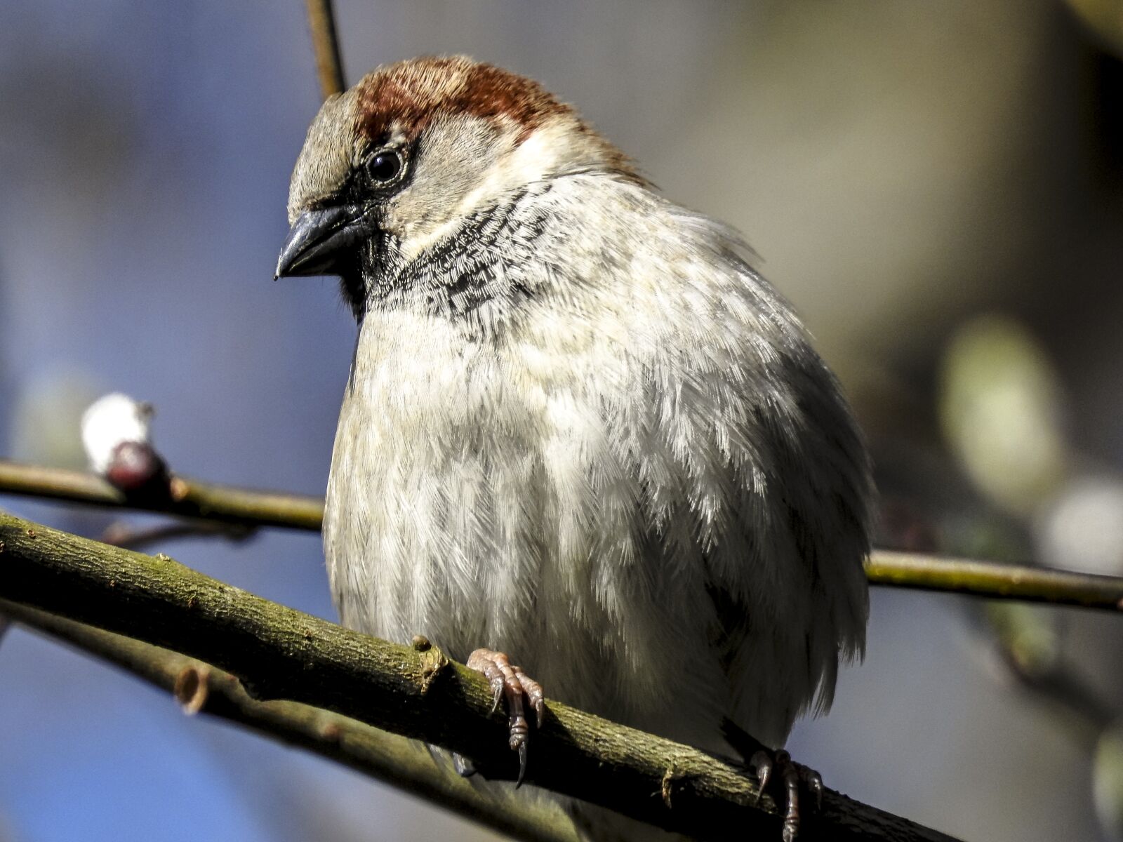 Nikon Coolpix P900 sample photo. Sparrow, sperling, house sparrow photography