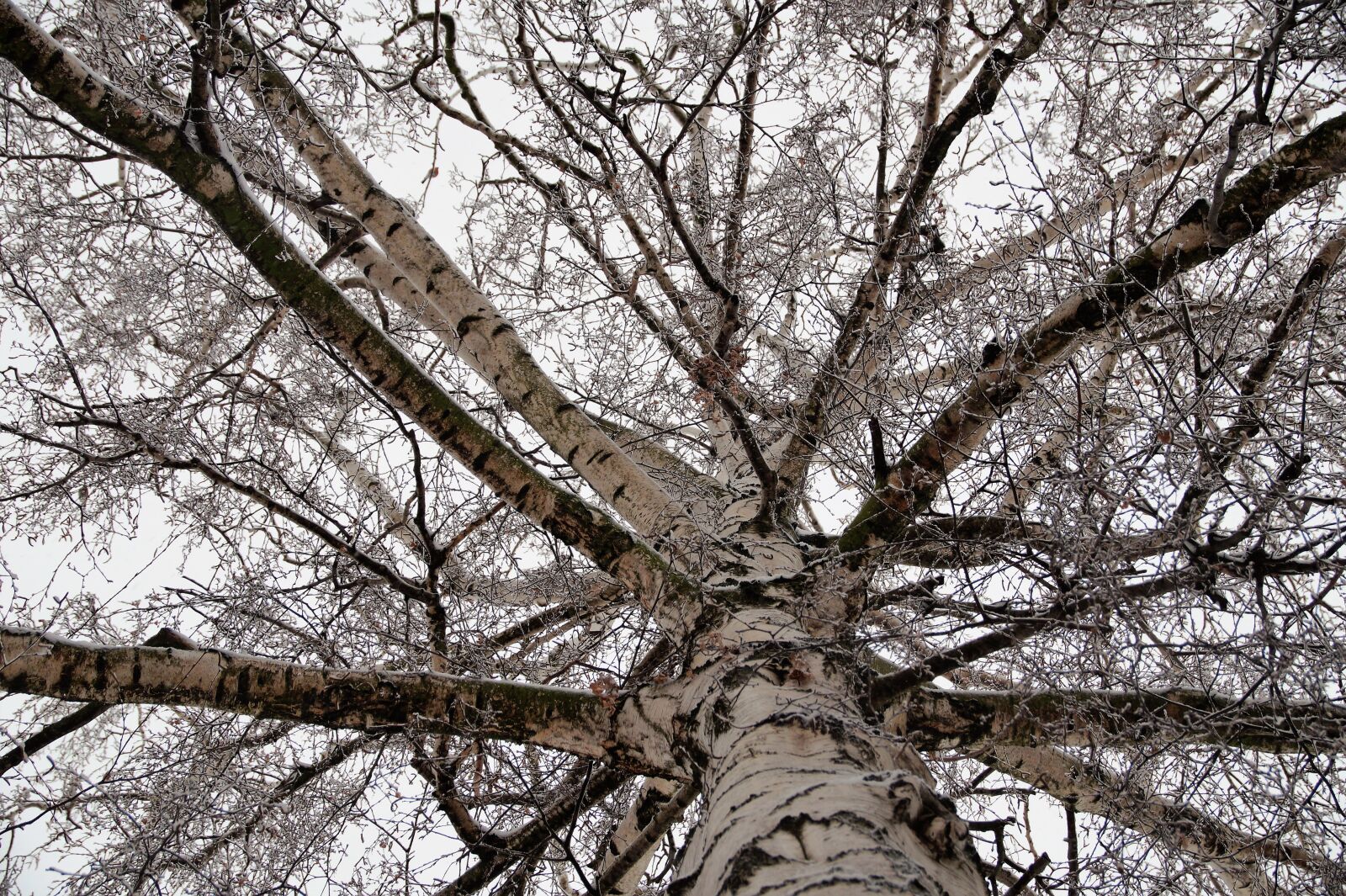Sony SLT-A58 sample photo. Birch, crown, tree photography