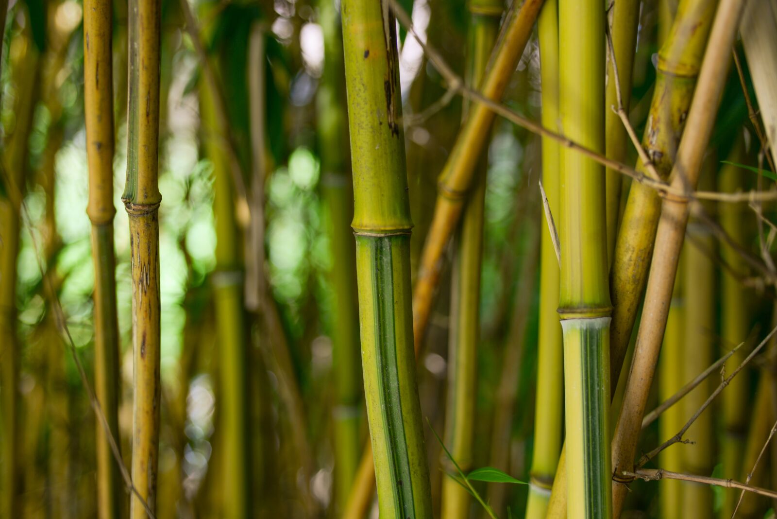 Nikon D610 sample photo. Bamboo, tree, plant photography