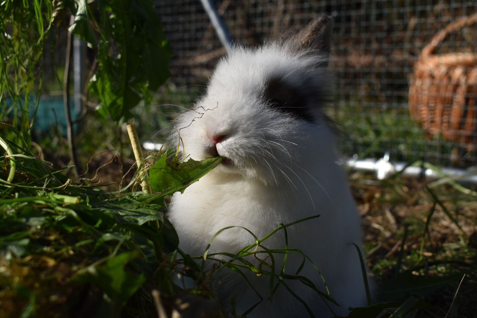Nikon D3500 sample photo. Rabbit, hare, pet photography