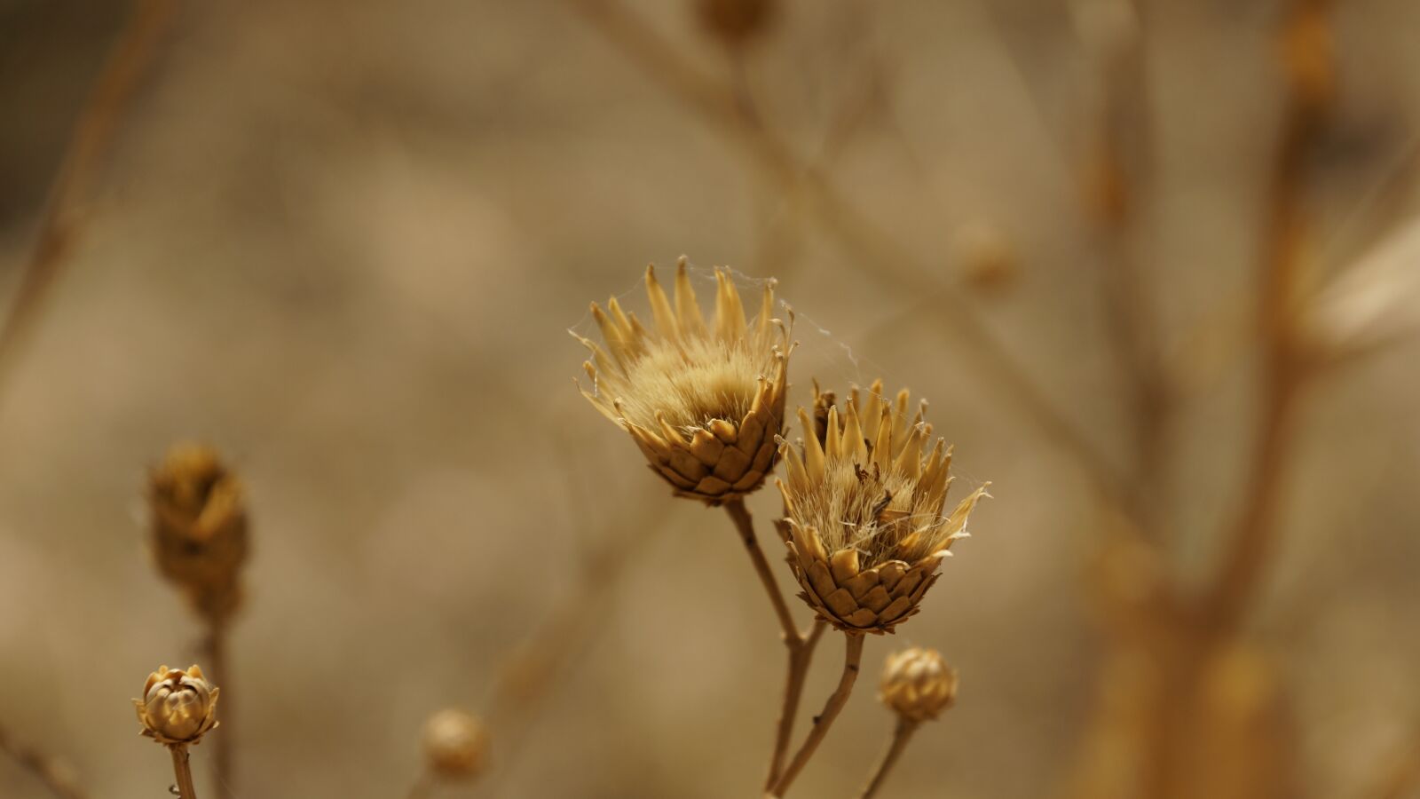 Sony DT 18-135mm F3.5-5.6 SAM sample photo. Thistle, dry, dried photography