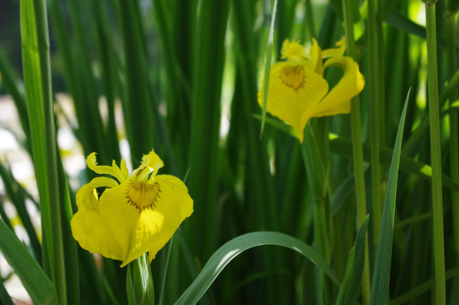 Pentax K-r sample photo. Iris, yellow, bloom photography