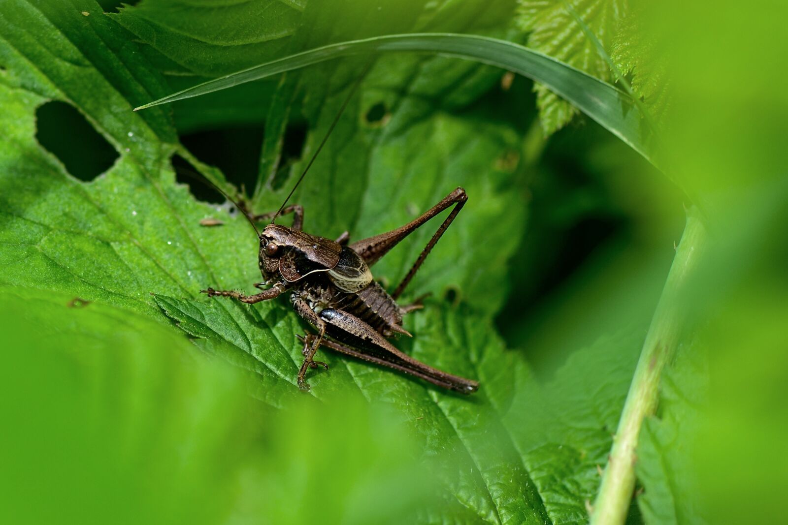 Nikon D3100 sample photo. Grasshopper, leaf, insect photography