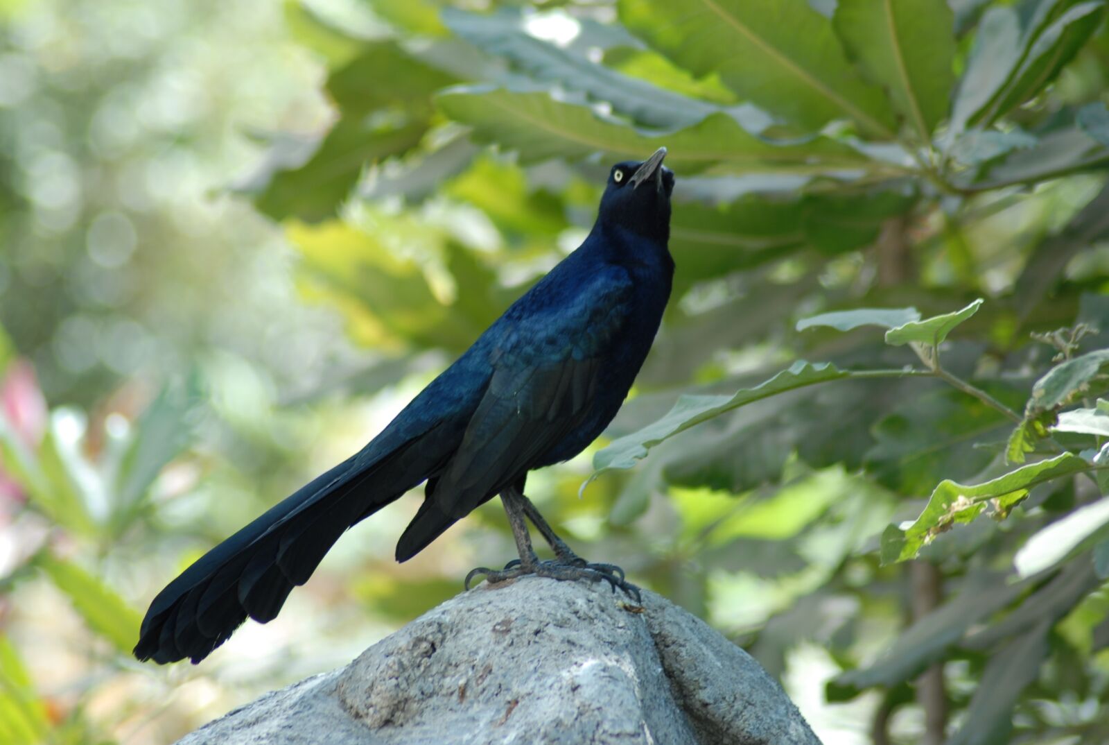 Nikon D200 sample photo. Zanate, bird, ave photography