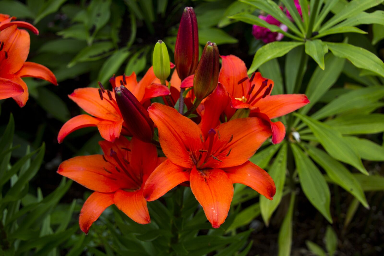 Canon EOS 60D sample photo. Lily, flower, blossom photography