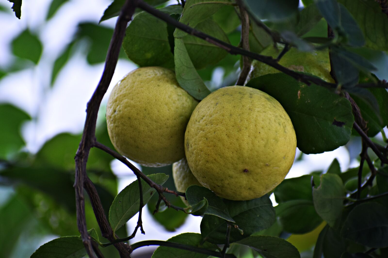 Nikon D3300 sample photo. Citrus, fruits, food photography