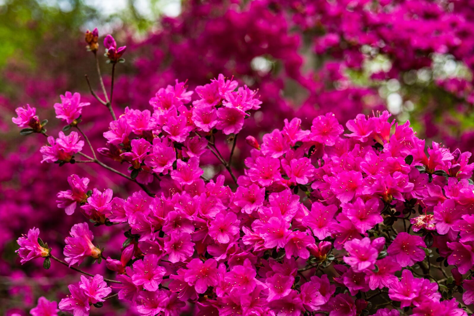Panasonic Leica DG Summilux 25mm F1.4 II ASPH sample photo. Azalea, flower, blossom photography