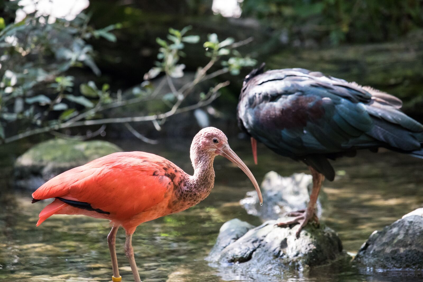 Canon EF-S 55-250mm F4-5.6 IS STM sample photo. Ibis, bird, animal photography