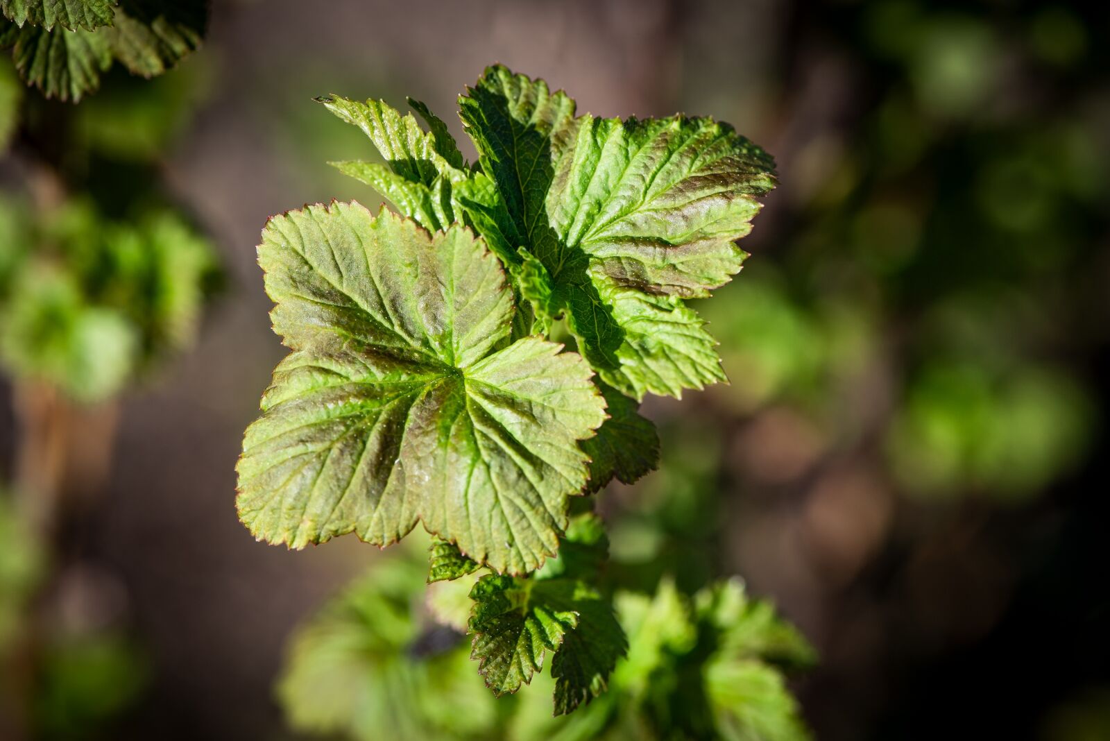 Nikon D750 sample photo. Leaves, branch, bush photography