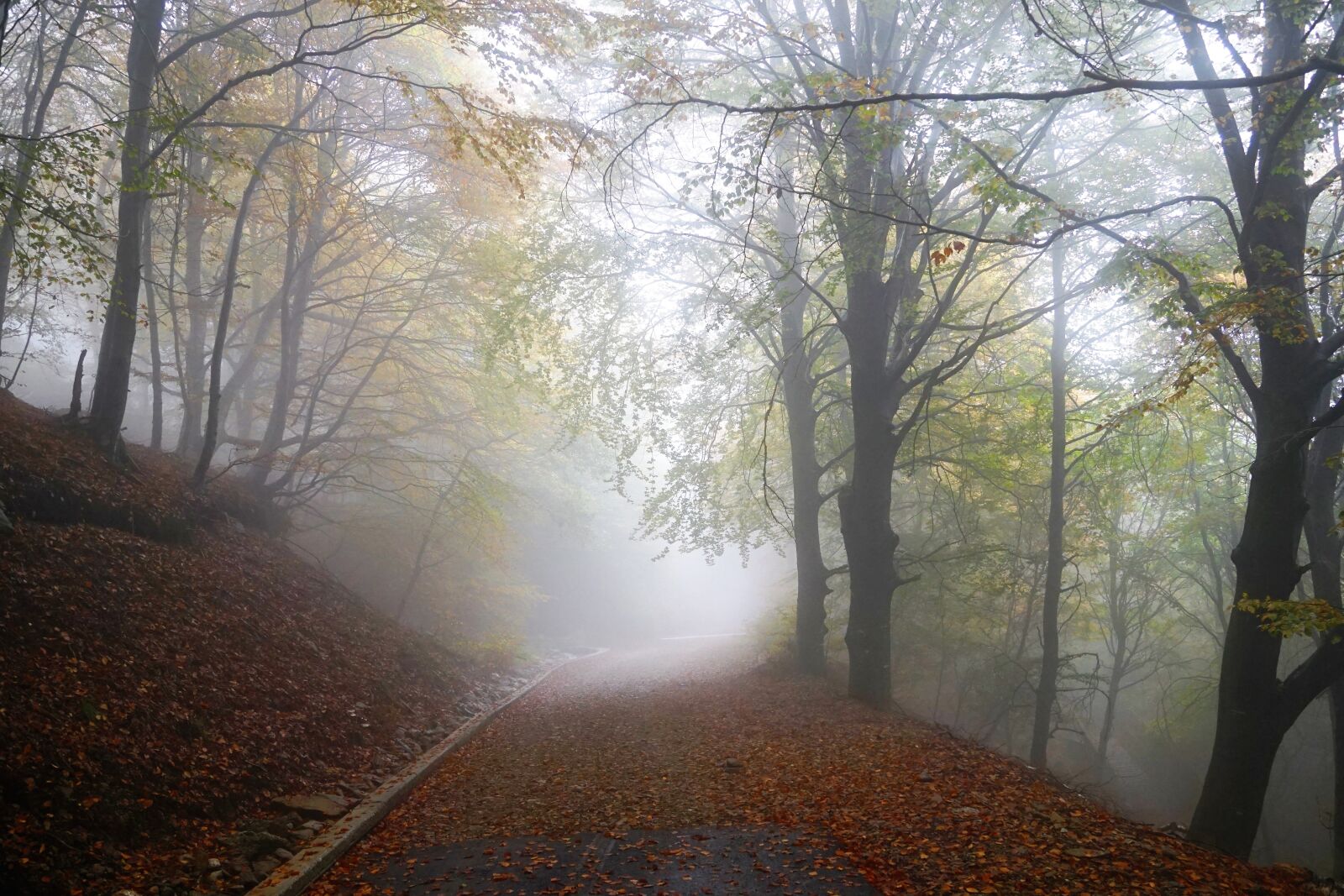 Sony ILCA-77M2 + Sony DT 16-50mm F2.8 SSM sample photo. Fog, forest, nature photography