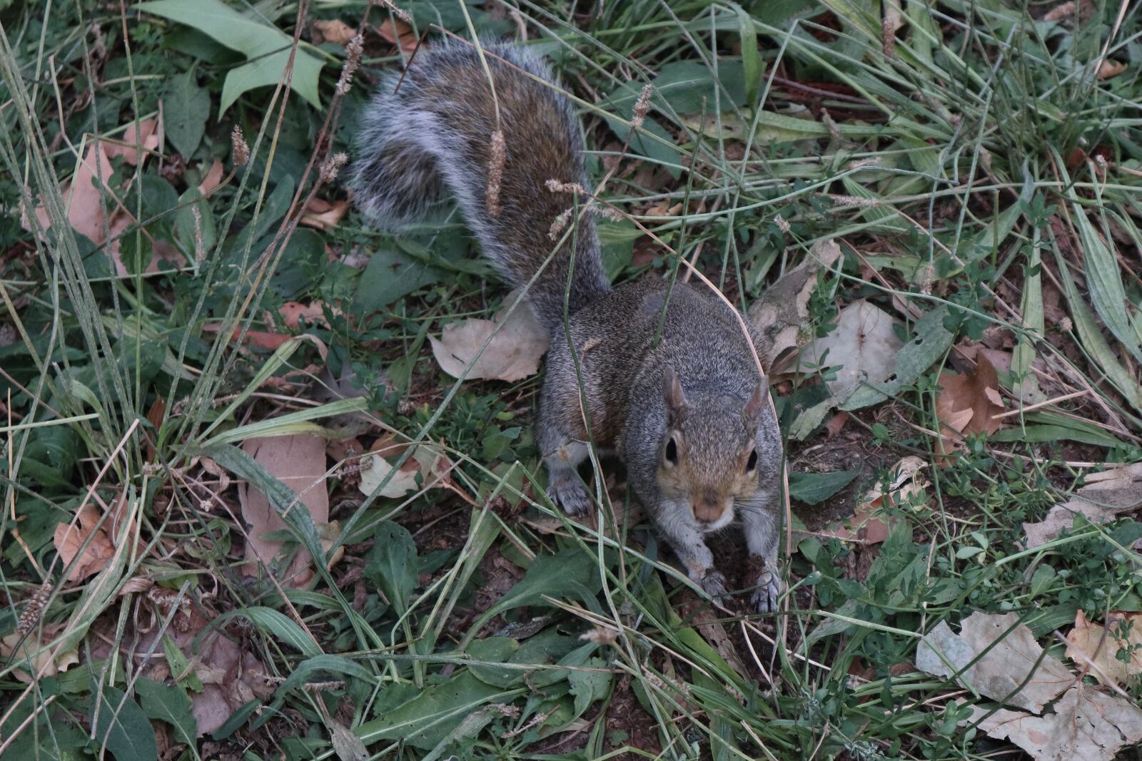 Canon EOS M50 (EOS Kiss M) sample photo. Squirrel, park, nature photography