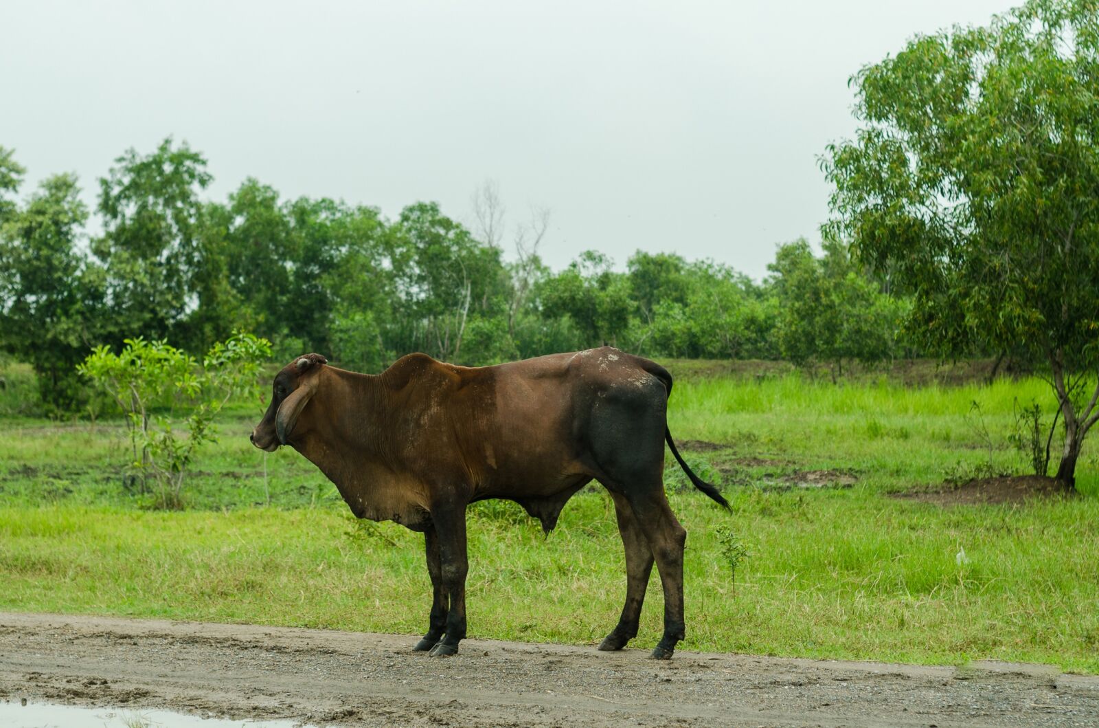 Nikon D5100 sample photo. Cow, nature, green photography