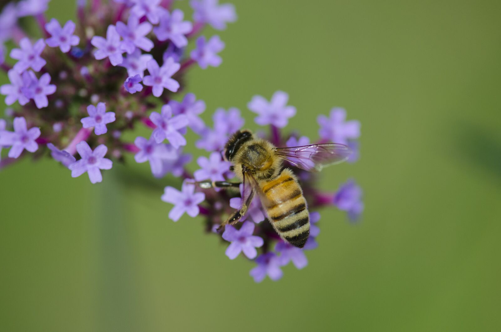 Nikon D7000 sample photo. Macro, insect, bee photography