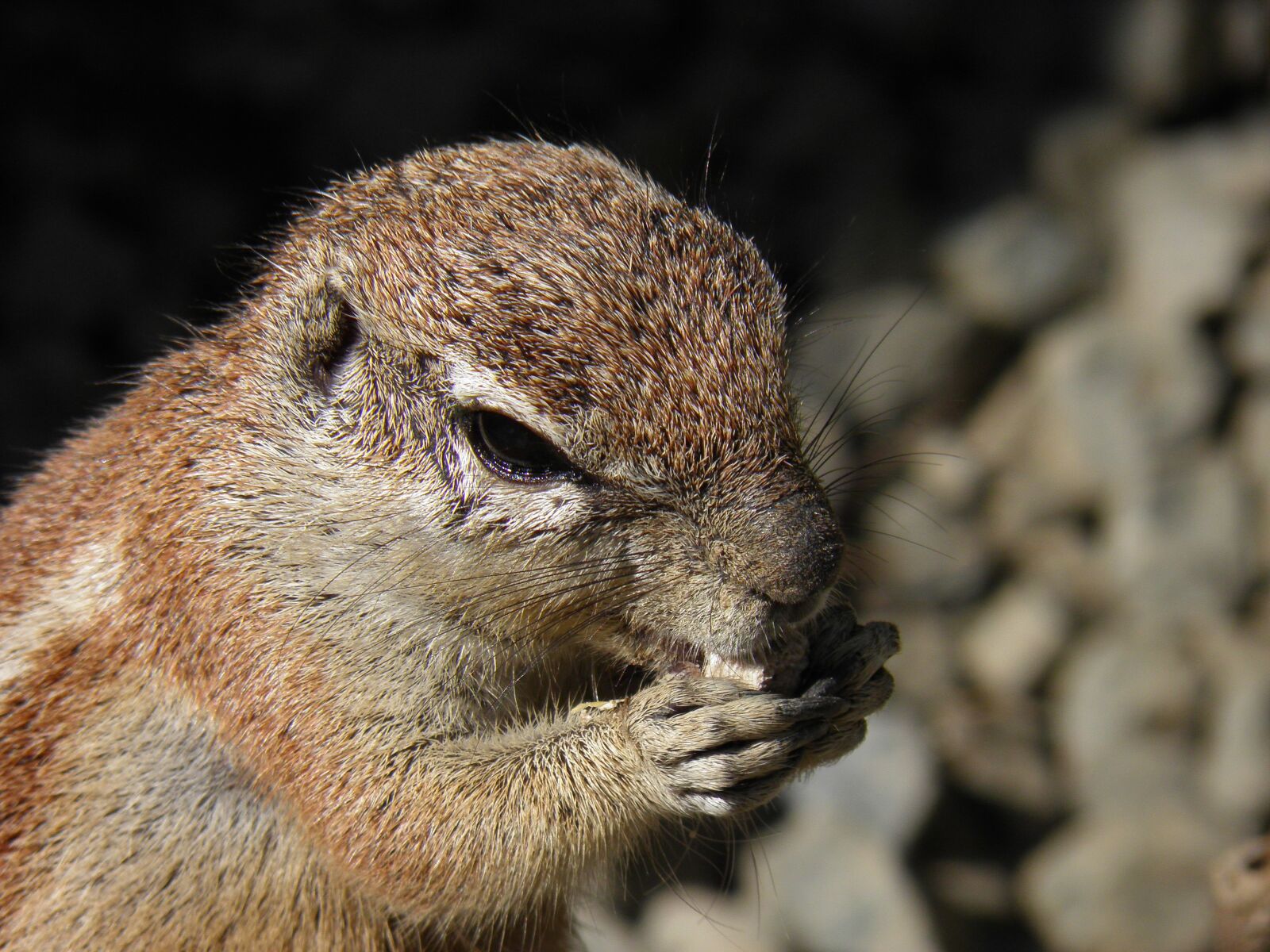 Olympus SP800UZ sample photo. Animals, the squirrel, rodent photography