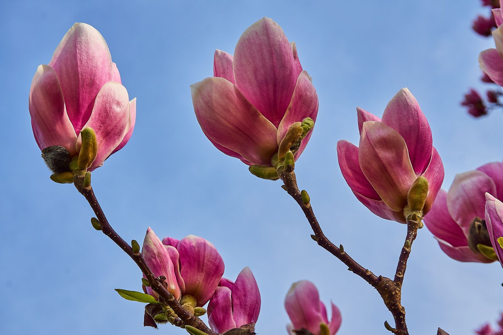 Sony a6000 sample photo. Tulip magnolia, magnolia soulangeana photography