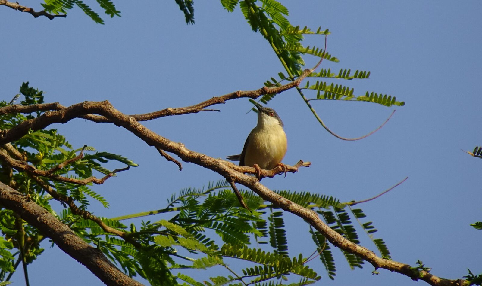 Sony DSC-WX800 sample photo. Bird, warbler, ashy prinia photography
