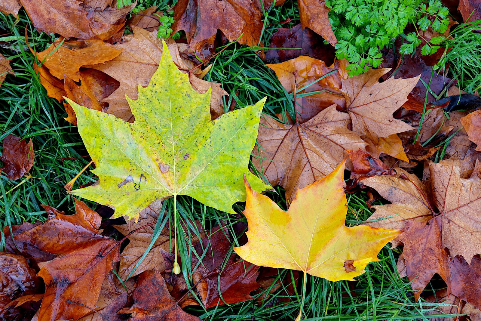 Canon EOS 800D (EOS Rebel T7i / EOS Kiss X9i) sample photo. Autumn leaves, fall colors photography
